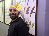 FULL EVCİL EĞİTİMLİ SÜLFÜR KAKADU PAPAĞANIMIZ