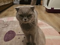 Scottish fold kedimizi sahiplendiriyoruz