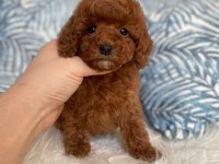 Orjinal Red Brown Toy Poodle yavru