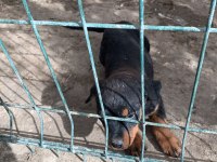 Yavru dişi rottweiler