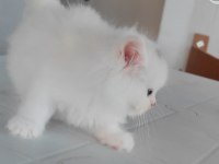 British longhair beyaz kedimiz