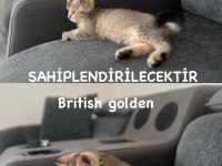 BRİTİSH GOLDEN