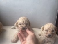 MALTİPOO BEBEKLER