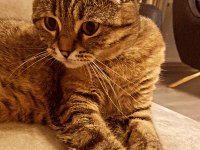 Badem Scottish Fold Kız
