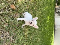 Diablo köpeğimiz yeni yuvasını arıyor