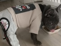 Ocak 10 doğumlu 2 karma yapıldı french bulldog