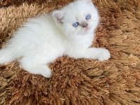MUHTEŞEM GÜZELLİKTE DİŞİ KAR BEYAZ KEDİMİZ