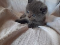 British shorthair yavru kedilerini 2 aylık