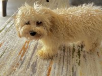 Maltipoo 11 aylık erkek