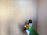 Yumurtlayan golden finch ve tepeli benegal bakıcı ile