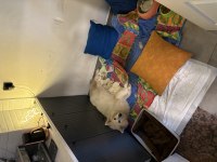 Samoyed yavruları rezerveye açıktır