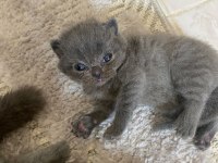 Scottish fold ve Straight GRİ
