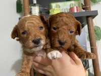 Maltipoo bebekler