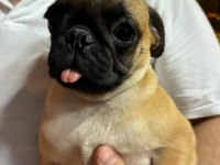 IRK VE SAĞLIK GARANTİLİ PUG