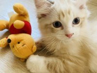 Ragdoll bebekler