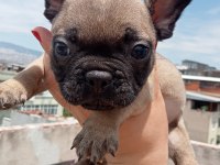 French bulldog yavrular
