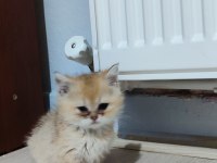 Golden 2 aylık british longhair dişi yavrular