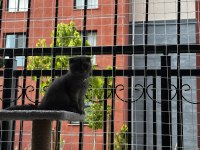 Scottish fold erkek kedimiz sahiplenilmeyi bekliyor