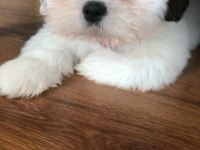 Tatlış shih tzu