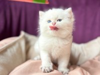 Erkek british longhair kedim