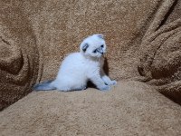 Scottish fold shorthair bluepoint kızımız