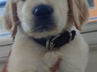 08/16 doğumlu Orjinal golden retriever