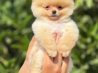 pati ver pomeranian sizler için burada