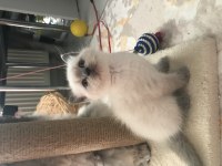 10 Eylül doğumlu british shorthair bluepoint yavrularımız