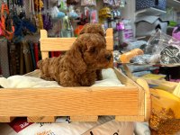 Red toy poodle