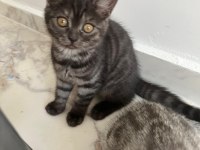 2,5 Aylık Scottish Fold ve British Shorthair Yavrular
