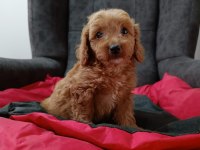 Maltipoo yavrular