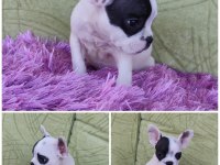 A kalite french bulldog yavrular