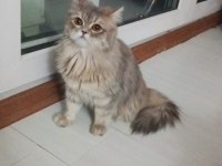 1 yaşındaki british longhair kızımız