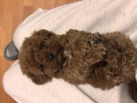 Orijinal toy poodle bebekler