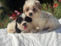 Morkie bebekler erkek