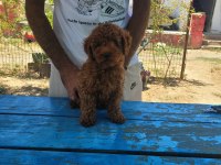 RED BROWN KORE TOY POODLE ERKEK