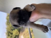 Dişi.1.5 Aylık Oyuncu Pug Adana
