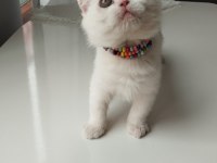 Exotic shorthair dişi yavrumuz Trakya geneli sahiplendirme