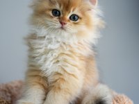 British longhair şecereli aşılı erkekler