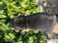 SİYAH İNCİ FRENCH BULLDOG ERKEĞİMİZ