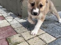 Kırma Husky