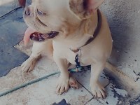 2 yaşında blue cream erkek french bulldog