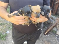 Teslime pinscher yavrular