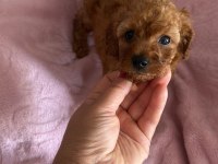 Toy POODLE Bebekler