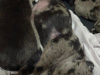 Yeni Doğum 30 Gün İçinde Teslim French Bulldog