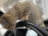 British shorthair golden black