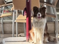 11 Aylık Border Collie