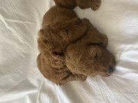 Toy poodle ırk ve sağlık garantili