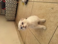 2 aylık scottish fold