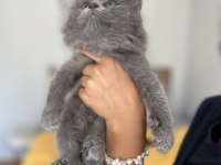 British shorthair blue